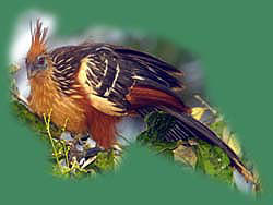 Hoatzin
