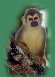 Squirrel Monkey