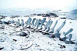 Whale Bones