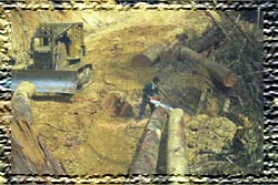 Logging: Photo Emil Cienciala 