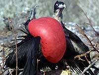 Frigate Bird