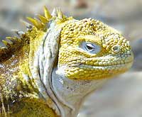 Land Iguana