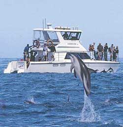 Dusky Dolphins leap to the delight of visitors.