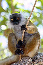 Female Brown