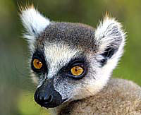 Ring Tailed Lemur