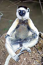 White Sifaka