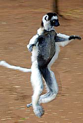 Sifaka