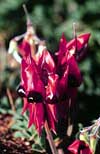 Sturt Desert Pea