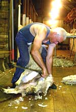 Mickey the real shearer.